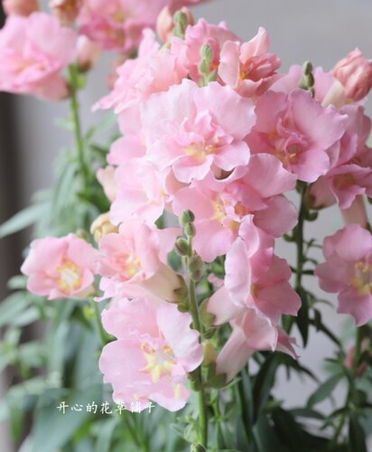 进口金鱼草盆栽 带花香 乙女星 苹果花 耐寒耐热 多年生 庭院阳台 - 图0