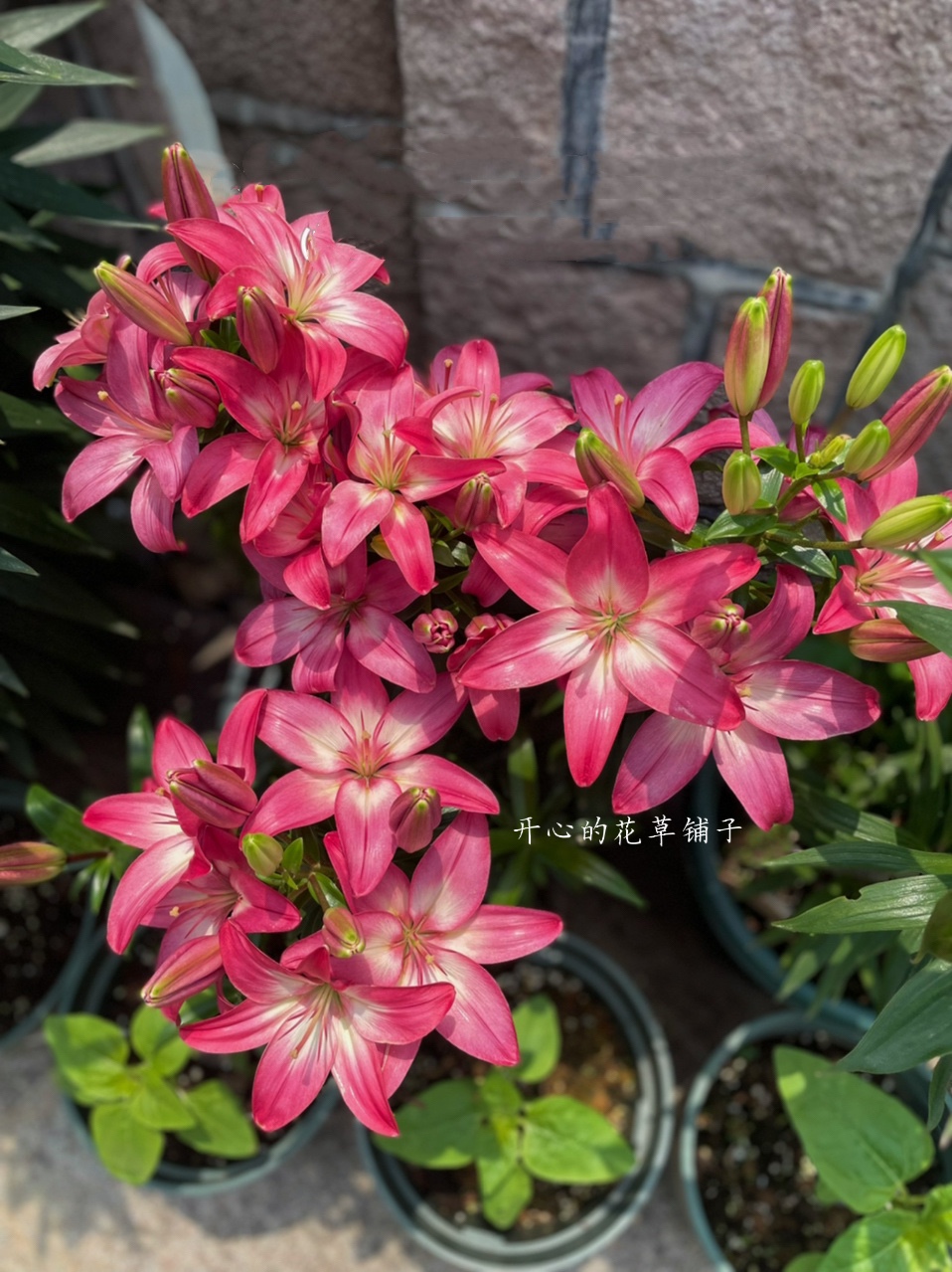 进口百合花盆栽 带甜花香 球根花卉 多年生 庭院阳台室内耐热盆栽 - 图0