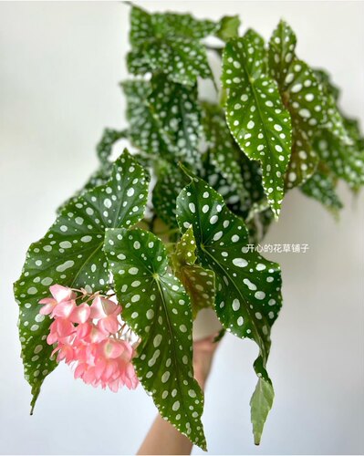 进口秋海棠 粉红豹诸神黄昏进口 ins风网红绿植盆栽室内欧洲 - 图3