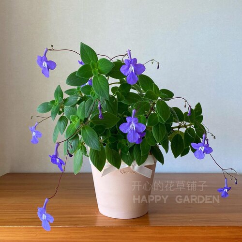 海豚花盆栽  多年生 开花多 耐热耐寒 庭院阳台室内 - 图1