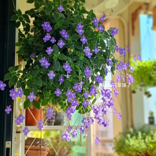 海豚花盆栽  多年生 开花多 耐热耐寒 庭院阳台室内 - 图0