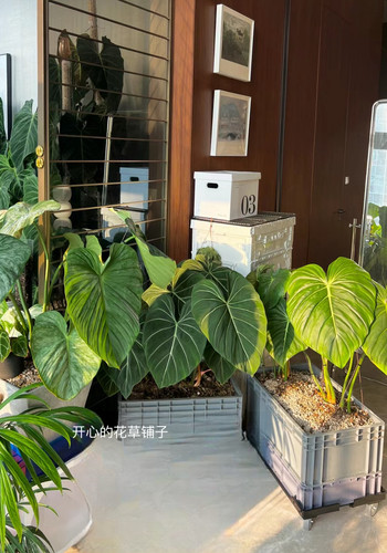 进口蔓绿绒盆栽 ins风 室内绿植好养常绿 多年生 阳台客厅 - 图1