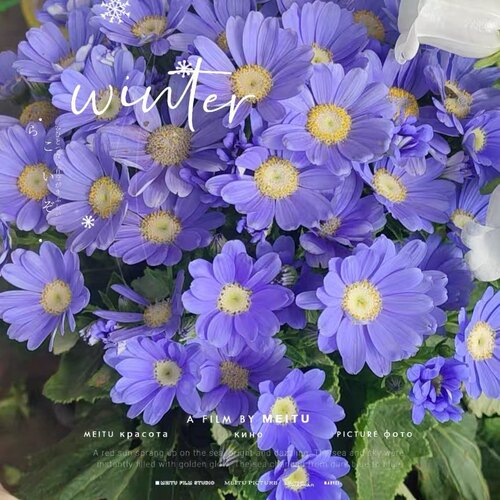 瓜叶菊盆栽大苗 状态好庭院阳台花卉多花颜值高易活 - 图1