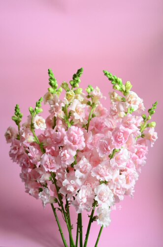 进口金鱼草盆栽 带花香 乙女星 苹果花 耐寒耐热 多年生 庭院阳台 - 图2