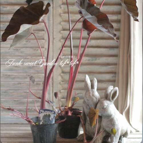 黑魔法海芋 Black Magic喜光照 阳台花园室内 适合新手夏季热植 - 图0