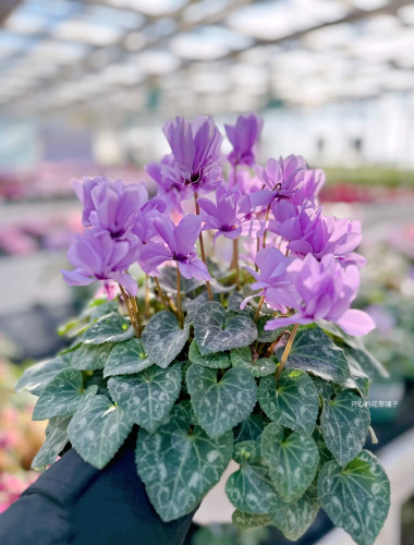 带花香仙客来盆栽带花丁香之青芳香之青耐寒冻多年生庭院阳台花园 - 图0