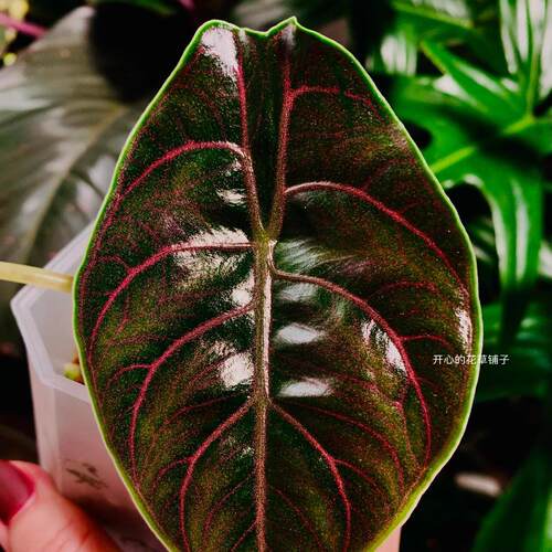 黑魔法海芋 Black Magic喜光照 阳台花园室内 适合新手夏季热植 - 图2