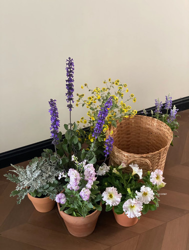 梦幻垂吊矮牵牛盆栽苹果花美声多年生花量大耐寒耐热庭院阳台花园 - 图1