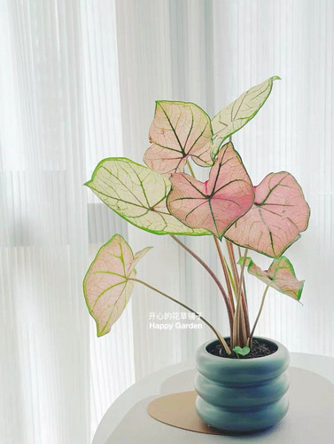 进口彩叶芋种球 泰彩种球 室内观叶植物白色恋人粉色飞溅 - 图3