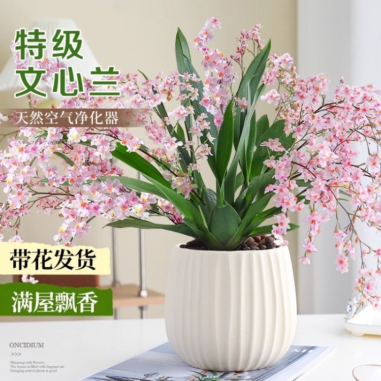 带花文心兰盆栽梦香兰带盆浓香型兰花桌面客厅室内花卉绿植好养,淘宝优惠券,粉丝福利购,淘宝优惠卷