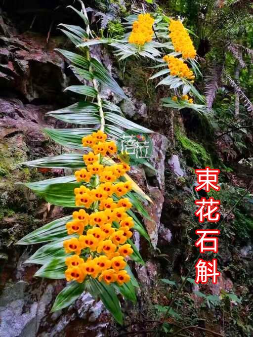 束花石斛兰花花多兰吊兰花盆栽绿植花卉H盆景附生洋兰黄色 - 图1