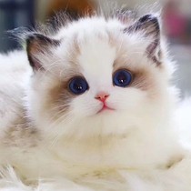 Pure Breeds Puppets Cat Young Cat Blue Twin Sea Bicolor Pet Cat House Long Fur Puppies Occasional Cub Fairy Kittens