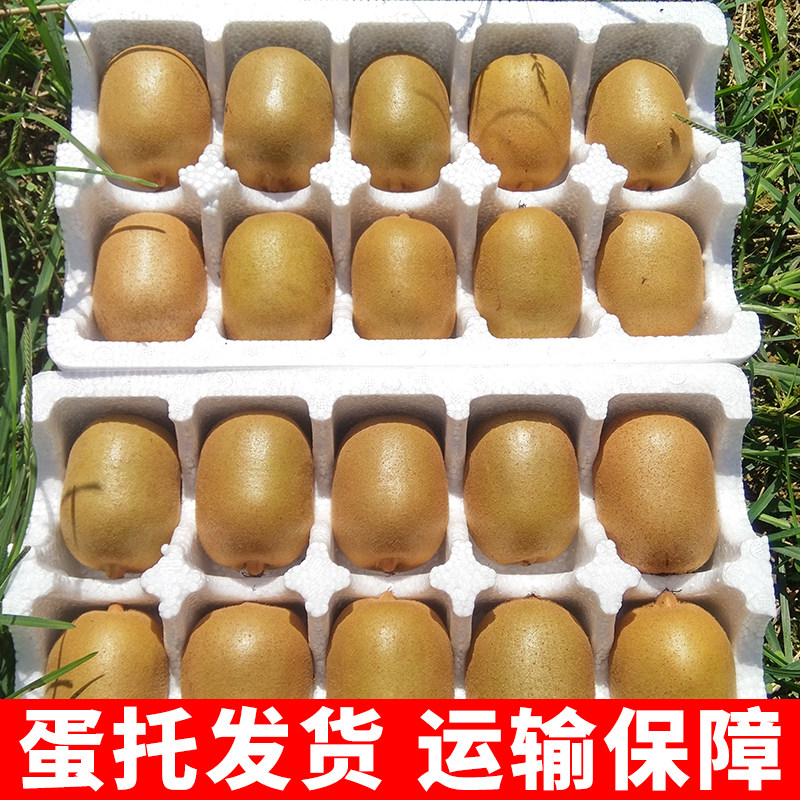  摘果欢水果奇异果/猕猴桃