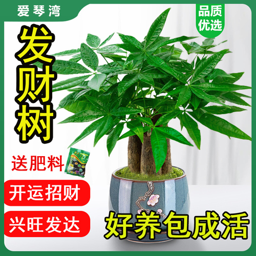 发财树小盆栽花卉绿植物办公室内配高端花盆盆景水培发财树好养活