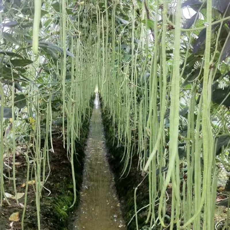 超好吃糯米大肉甜豆角种子白长豆角春夏秋播白玉长豇豆易种蔬菜孑-图1