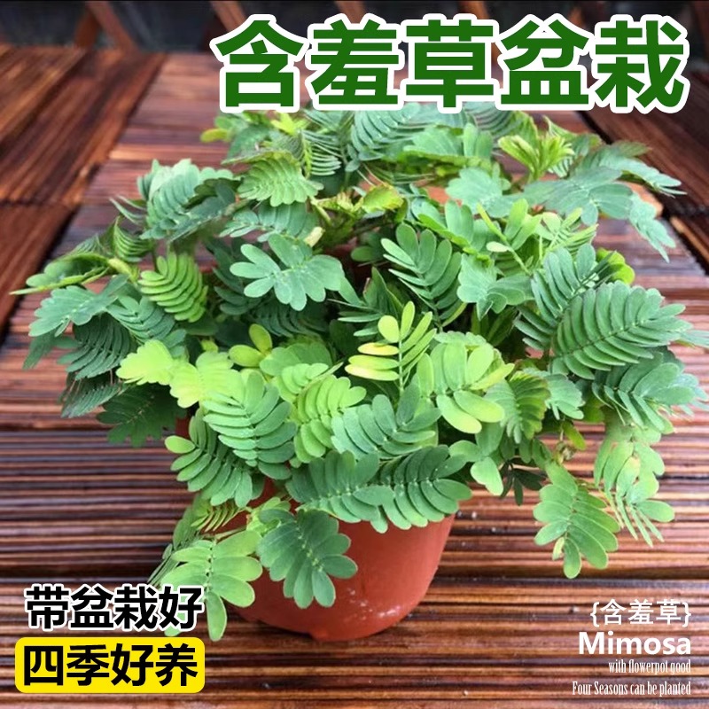 害羞草种子含羞草盆栽植物套餐阳台绿植花卉种子薄荷种籽四季易种 - 图1