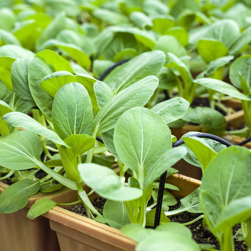 四季播种蔬菜种子青菜香菜生菜黄瓜阳台盆栽早熟种苗水果