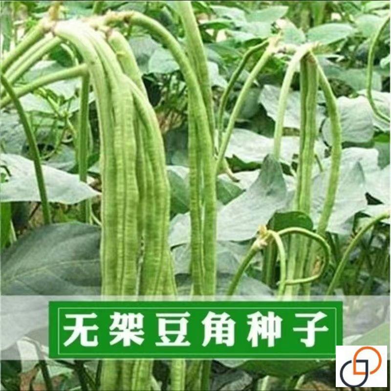 【一年只要几块钱】摘不败无架长豆角种耐热长豆角蔬菜种扁豆无筋-图0