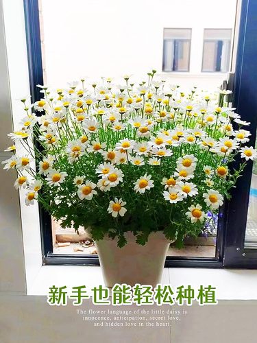 小雏菊花种籽子洋甘菊花卉植物室内花盆栽太阳花种孑花苗四季开花-图3