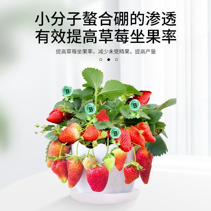 草莓专用营养液草莓肥料专用肥免稀释营养液家用盆栽有机液体肥料 - 图1