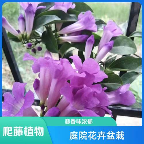 蒜香藤花苗 紫铃藤花 耐晒爬藤植物四季庭院阳台垂吊攀爬围墙植物 - 图2