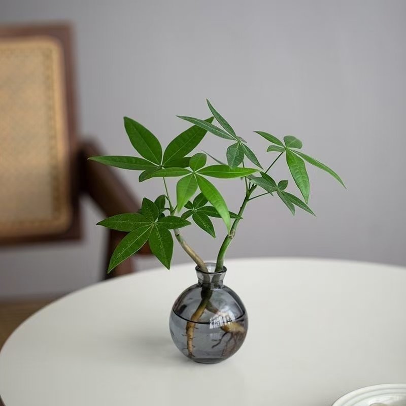 发财树水培植物小盆栽室内客厅办公室桌面四季好养活水养绿植花卉,淘宝优惠券,粉丝福利购,淘宝优惠卷