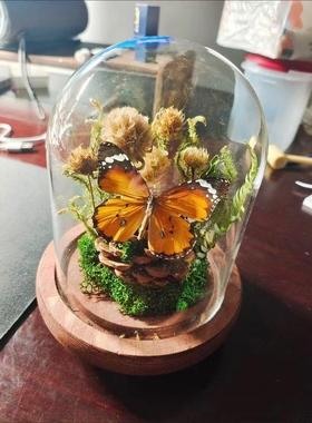 蝴蝶标本玻璃罩成品真手工干花微景观创意摆件高级感小众生日礼物