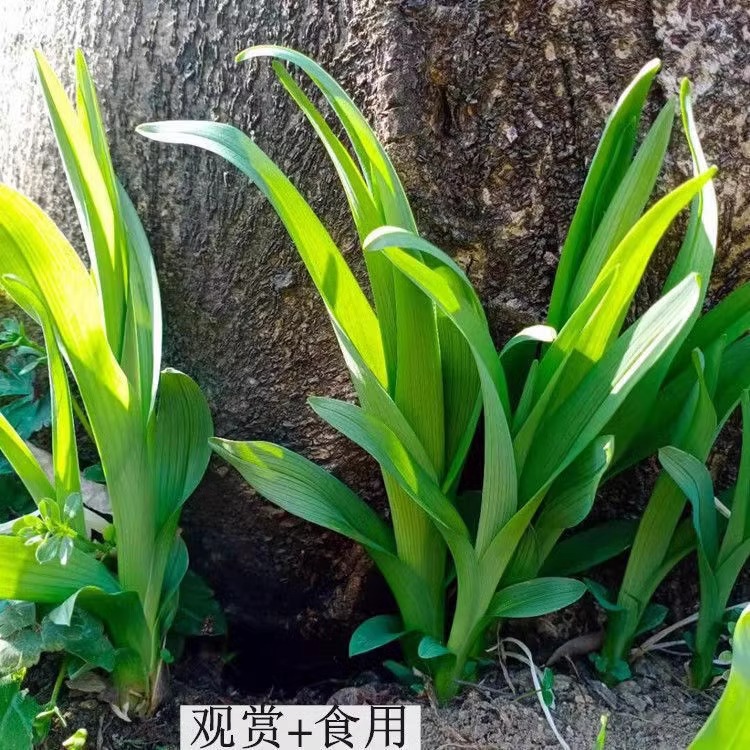 黄花菜种苗四季种植苗根盆栽易活忘忧草萱草食用金针菜根苗菜种子 - 图3