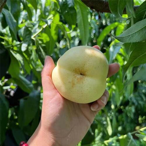 顺丰现摘蒙阴奶油蟠桃新鲜大果脆桃孕妇应季水果油桃沂蒙山白桃子 - 图1