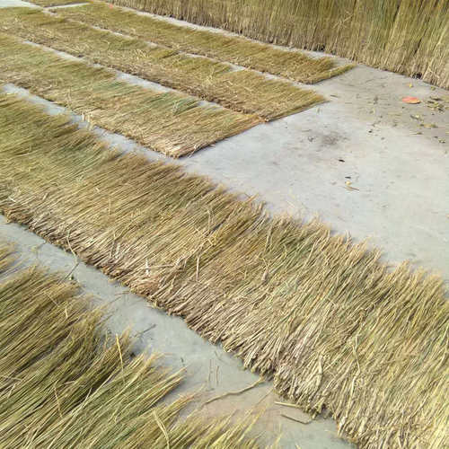 农家乐屋顶稻草装饰  稻草 稻草帘子 草垛道具干稻草制作 新稻草 - 图0