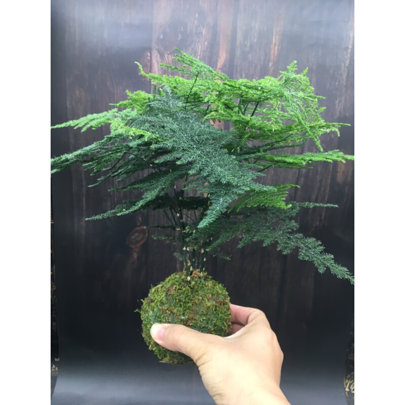 文竹苔藓球盆栽水培云竹青苔球室内创意好养绿植四季常青净化空气 - 图1