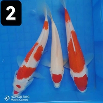 3 ornamental fish brocade carp randomly sent 10 to 30 centimeters
