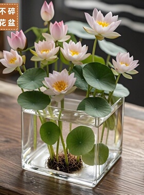大号大口径无孔水培器皿碗莲睡莲荷花专用花盆塑料透明花瓶彷玻璃