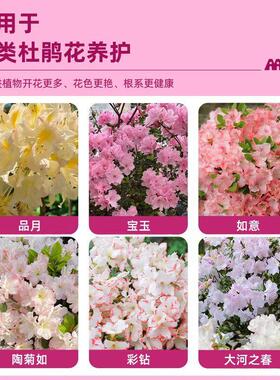 杜鹃花专用营养液料室内盆栽植物杜鹃花促开花催花促花爆花料
