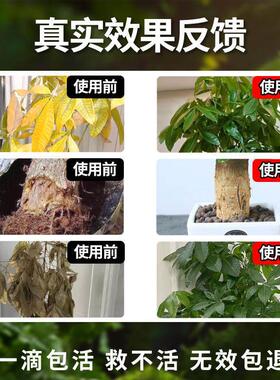 发财树复活液爆芽素发芽液发财树再生剂专用营养液烂根急救素肥料
