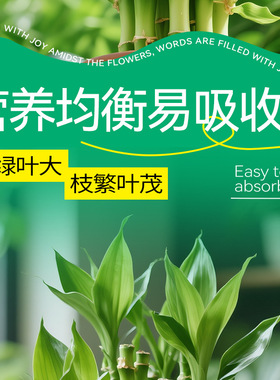 语悦花间富贵竹免稀释直喷营养液园艺专用型花肥料家用养花水培素