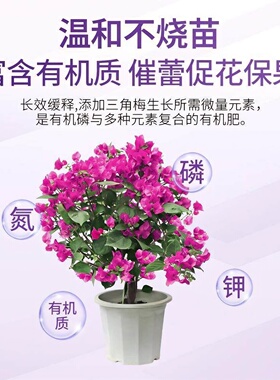 艾尚棵三角梅绿植营养液花肥养花专用肥营养液植物通用型促花开花
