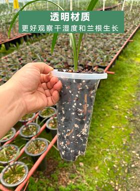 绿兰花花盆黑白套装壶透明壶塑料兰花专用壶加厚透气高兰花花盆控