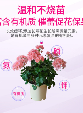 长寿花园艺长寿花盆栽花肥养花专用肥促花开花肥料有机肥蔬菜通用
