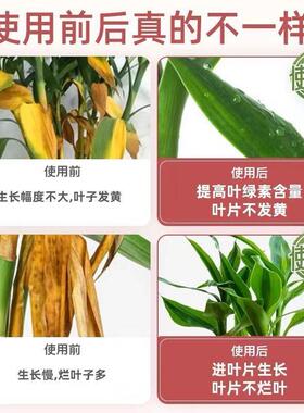 富贵竹营养液土培水培盆栽富贵塔万年竹开运竹肥料治黄叶生根紫竹