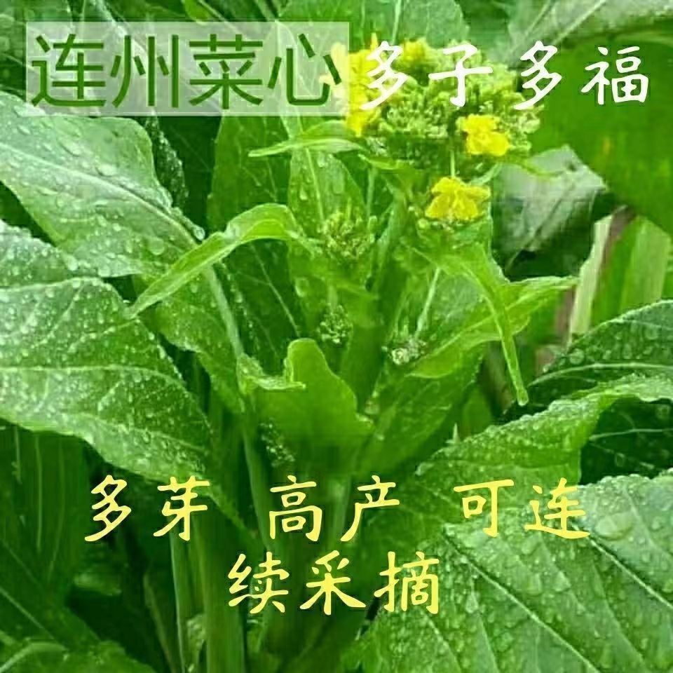 多枝多芽菜心种子多子多福甜菜心种子广东菜芯菜苔籽蔬菜种子春秋-图0