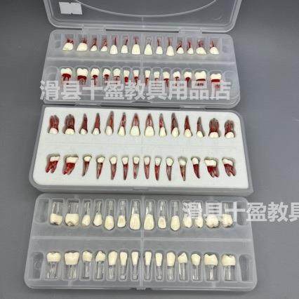 牙医考试练习口腔带髓腔根管牙粒树脂牙开髓牙粒全口28颗备牙模型 - 图0