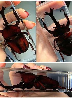 真实昆虫真虫甲虫蜘蛛锹甲天牛蝎子螳螂蜥蜴琥珀摆件