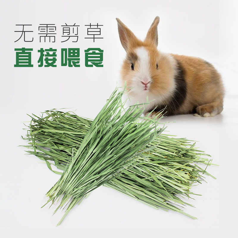 极速兔兔干草烘干小麦草牧草兔子草荷兰猪草M龙猫牧草小麦苗1Kg包,淘宝优惠券,粉丝福利购,淘宝优惠卷