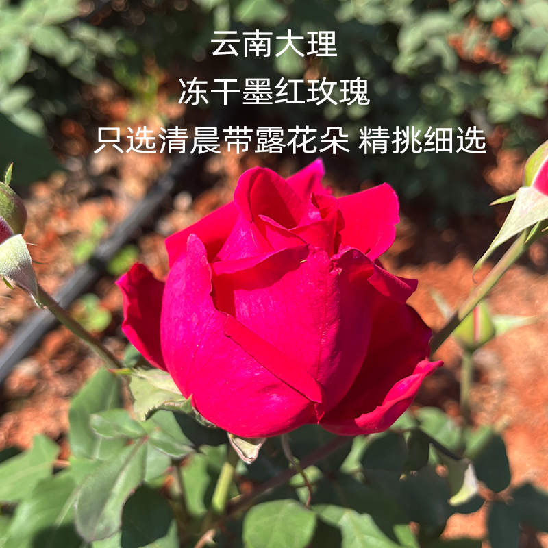 云南墨红冻干玫瑰花茶官方旗舰店重瓣冻干玫瑰养生花茶大朵无硫熏 - 图3