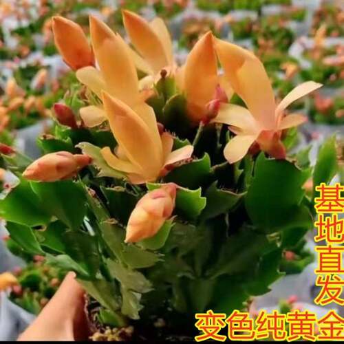 进口新品重瓣大花黄金蟹爪兰花期带花苞室内阳台花卉绿植多色好养 - 图1