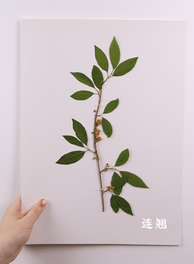 中草药植物标本整株植物中药材腊叶标本展示墙教学教具a3a4尺寸