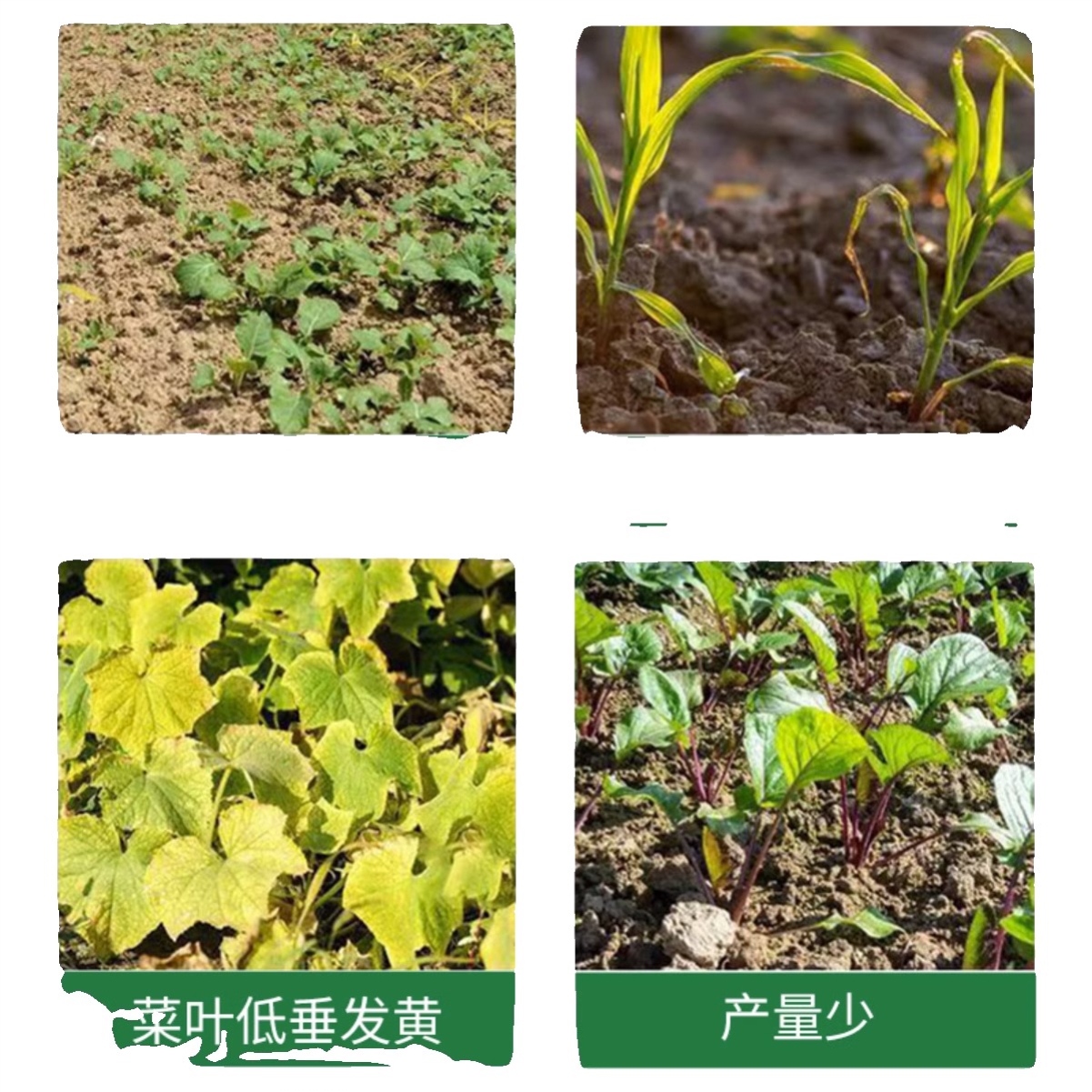 蔬菜专用肥料黄瓜西红柿韭菜白菜萝卜果蔬绿植复合化肥颗粒缓释肥-图1