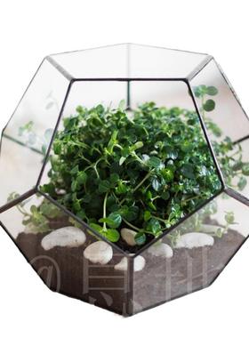 16006B包邮工厂直销几何多肉玻璃花房工艺品玻璃暖房花器