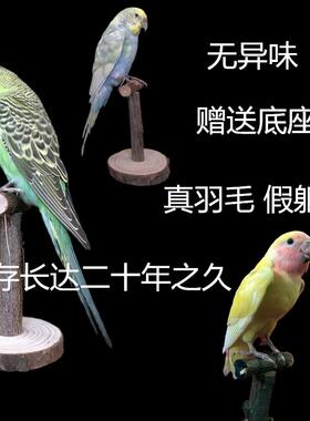 家居摆件装饰品鸟类标本假鸟彷真鸟小鸟鹦鹉标本墙壁挂件羽毛鸟
